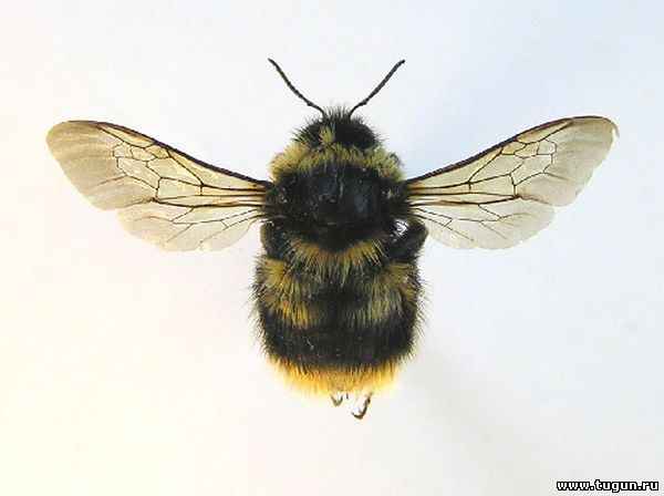 Крылья шмеля какие. Шмель Зихеля Bombus sichelii. Bombus sichelii Radoszkowski. Шмель Моховой. Bombus consobrinus Dahlbom, 1832.